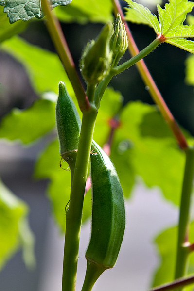 Okra II