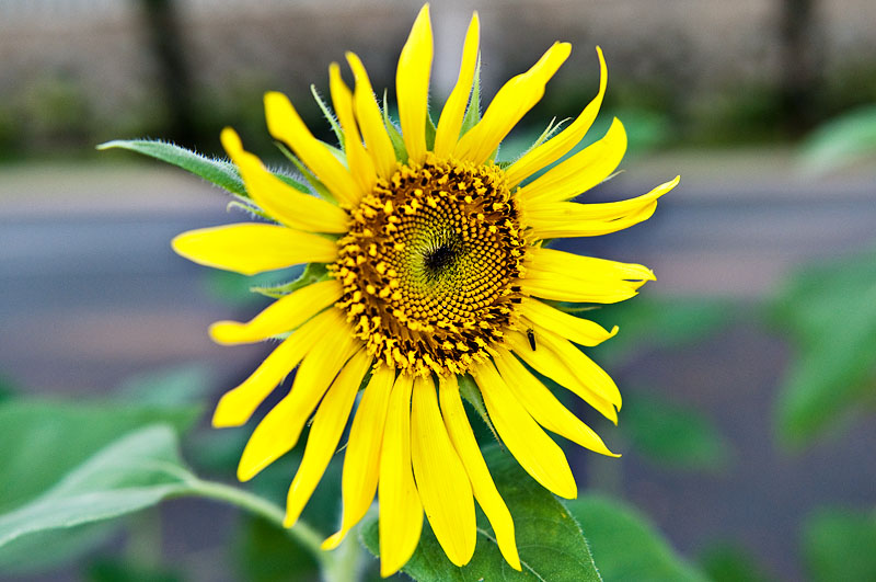 Sunflower