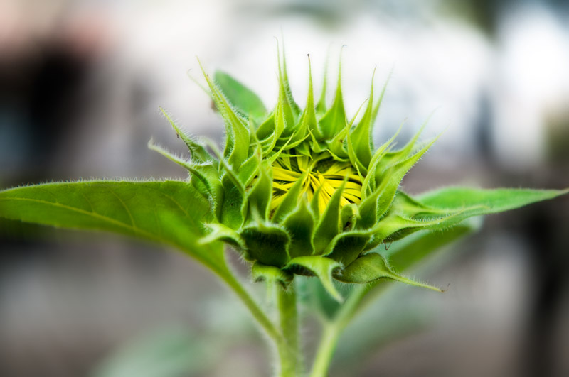 Sunflower Bloomer