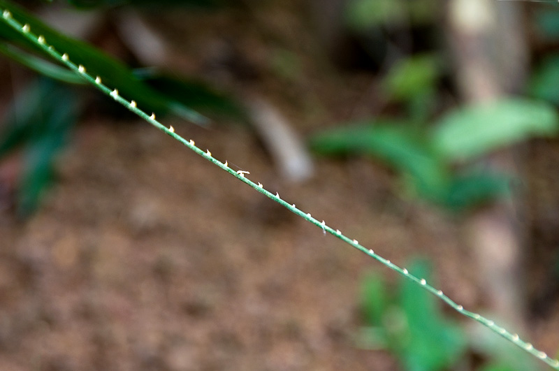 Nature's Razor Wire