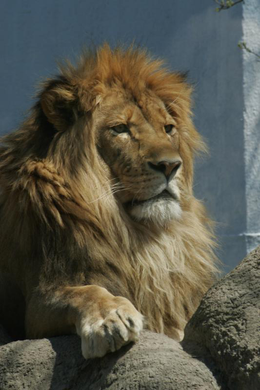 Lion (original)