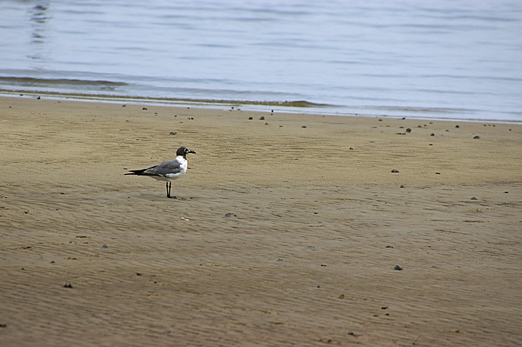 Lone Gull