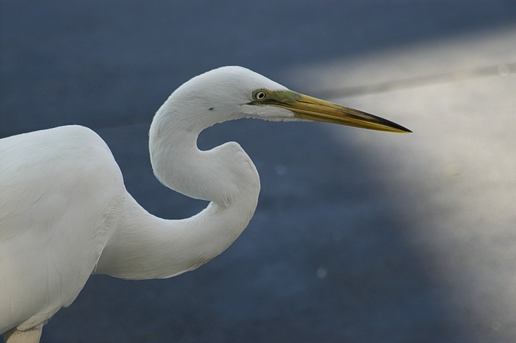 WDW Egret