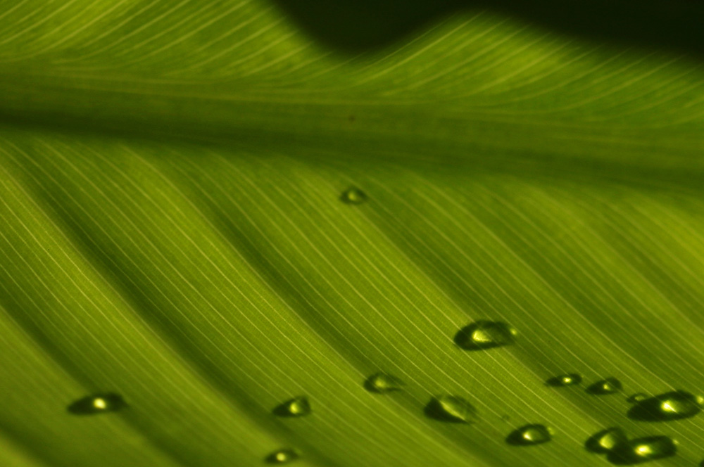 Furrowed Fields