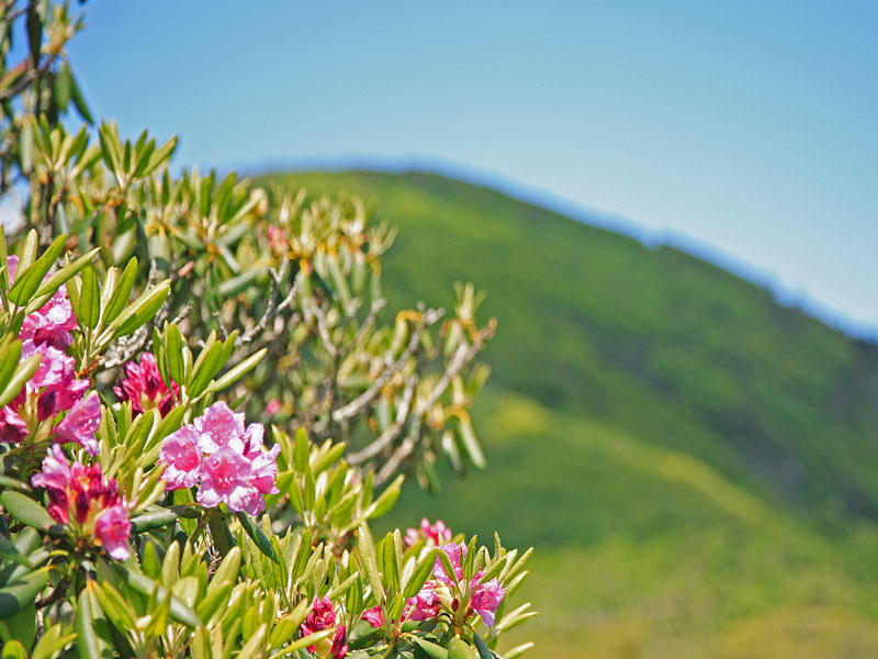 RHODODENDRON ALONG THE BLUE RIDGE-RESIZED.jpg