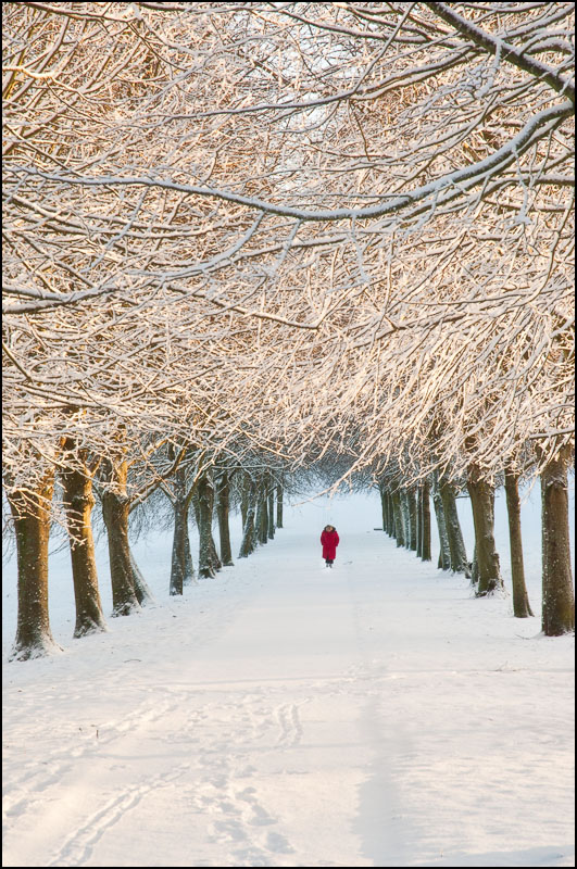 Line of Trees