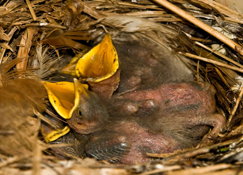  baby starlings