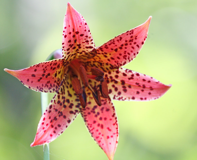 Inside a wild lily