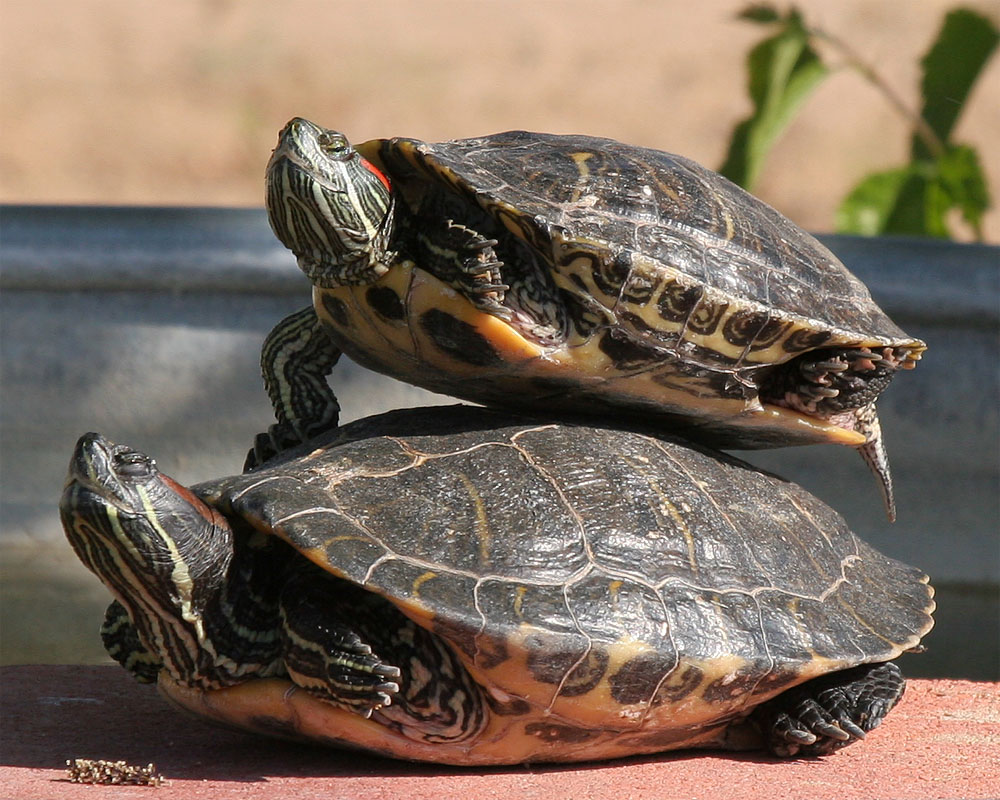 Turts_1.jpg