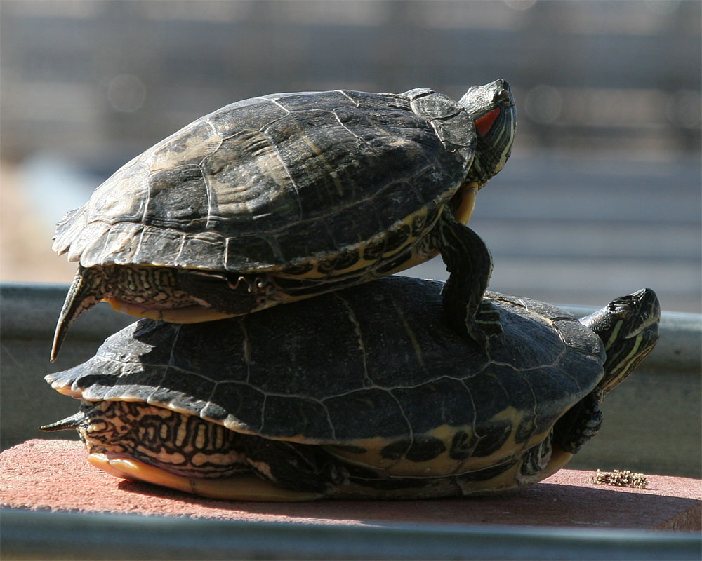 Turts_3.jpg