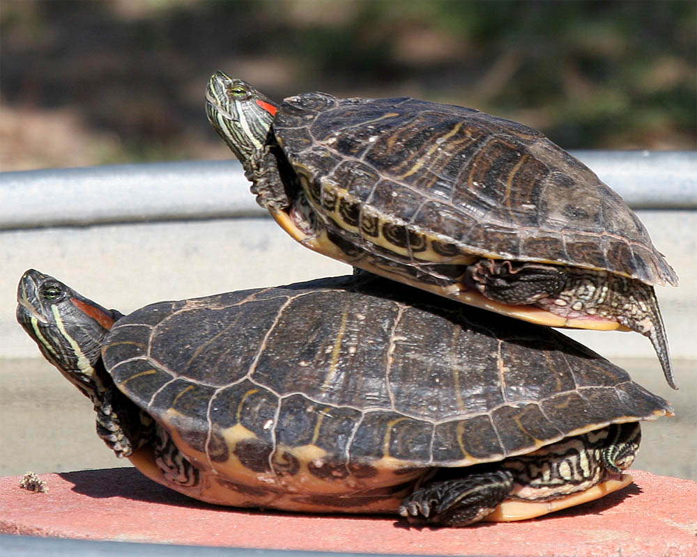 Turts_4.jpg