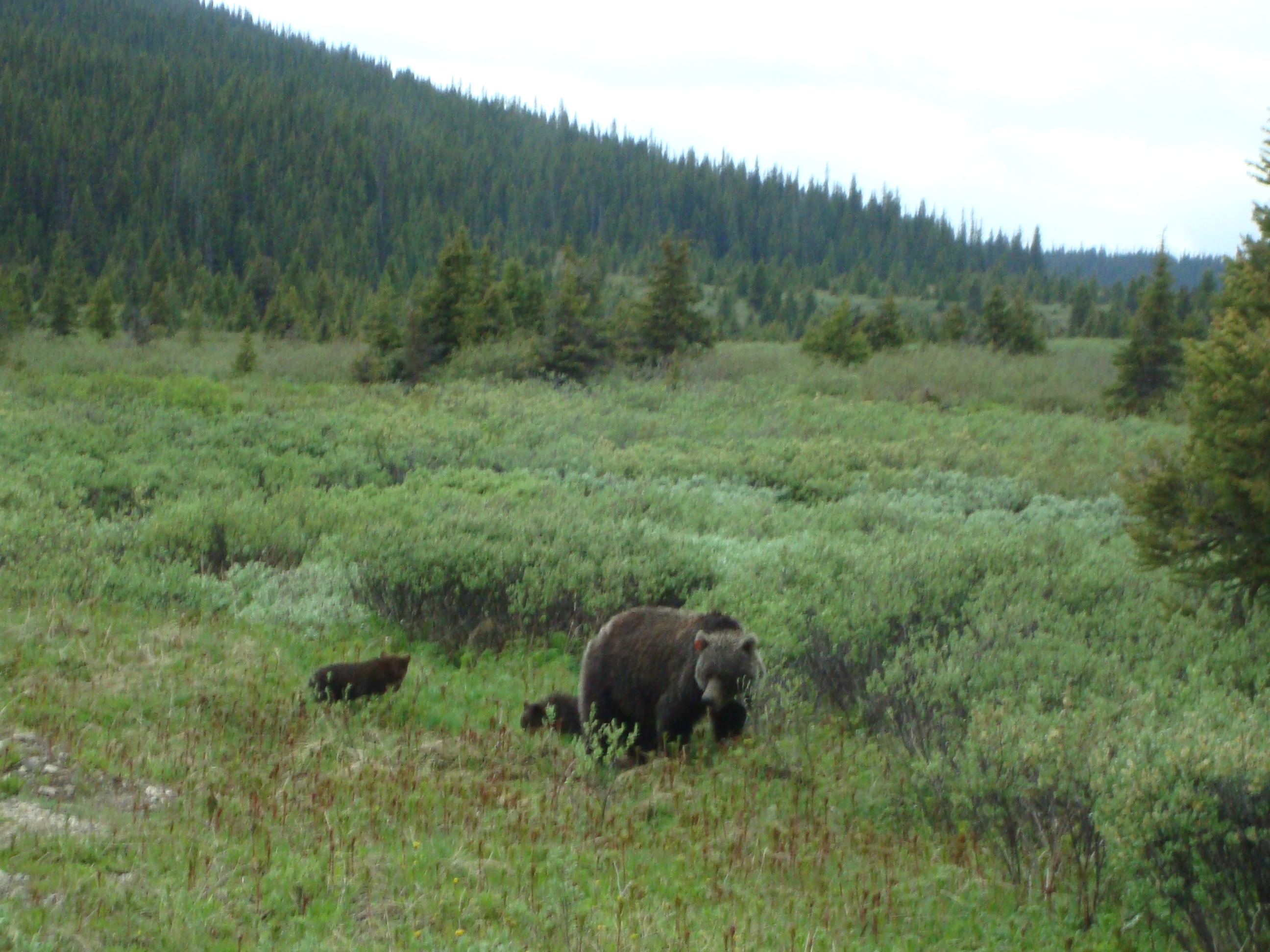 Grizzly and Cubs3.JPG
