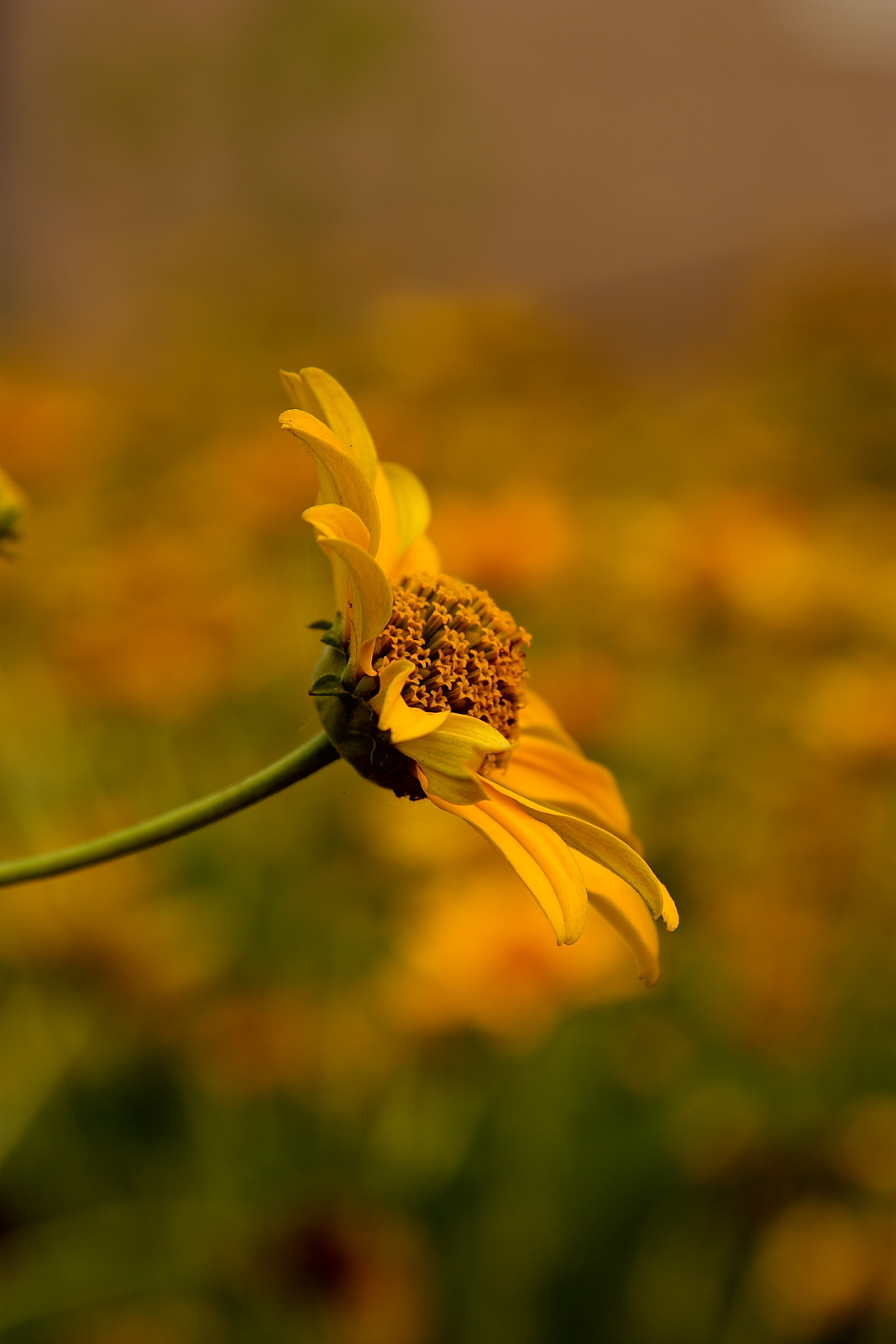 Flower in Summer 2