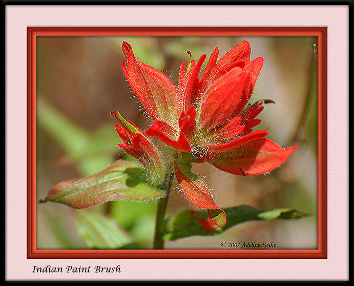 Indian Paintbrush