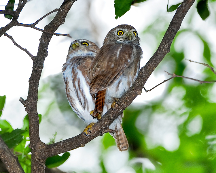 FERRUGINOUS PYGMY-OWL