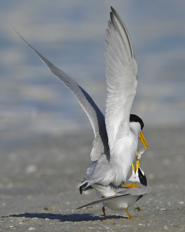 LEAST TERN