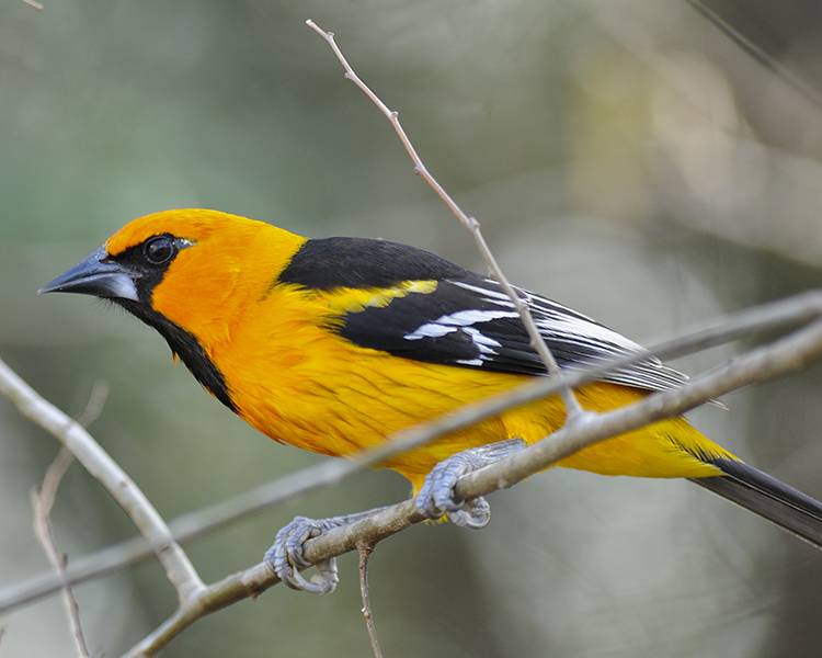 ALTAMIRA ORIOLE