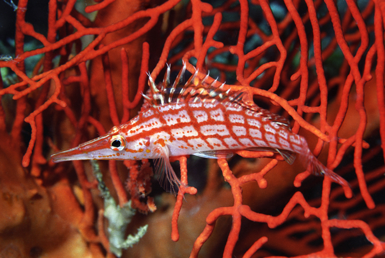 Long-nosed Hawkfish