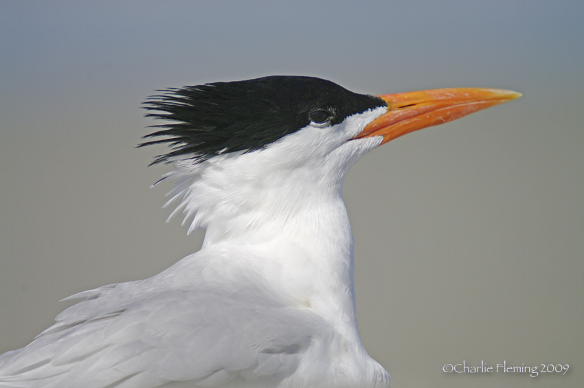 Royal Tern - Sterna maxima