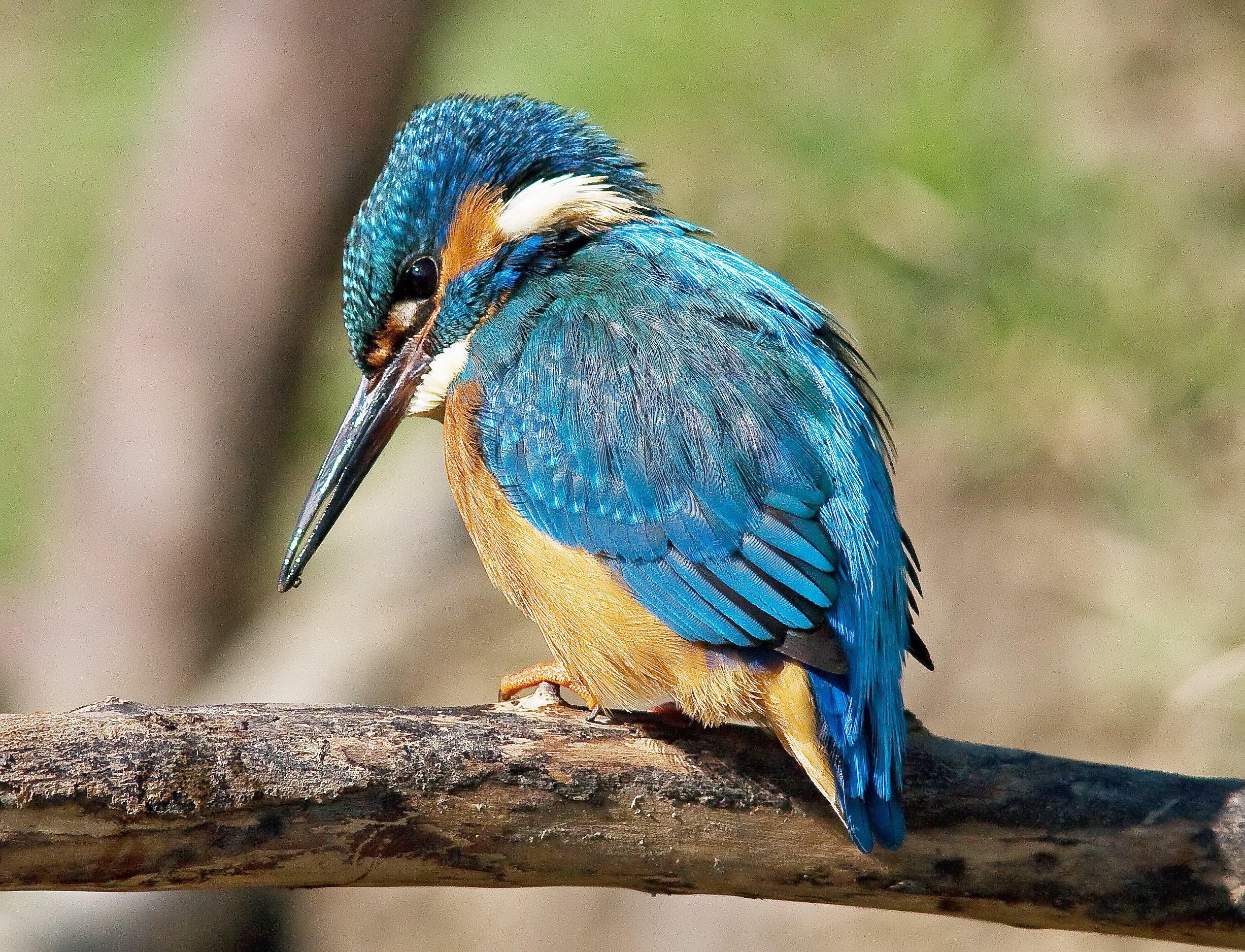 Kingfisher - Alcedo atthis