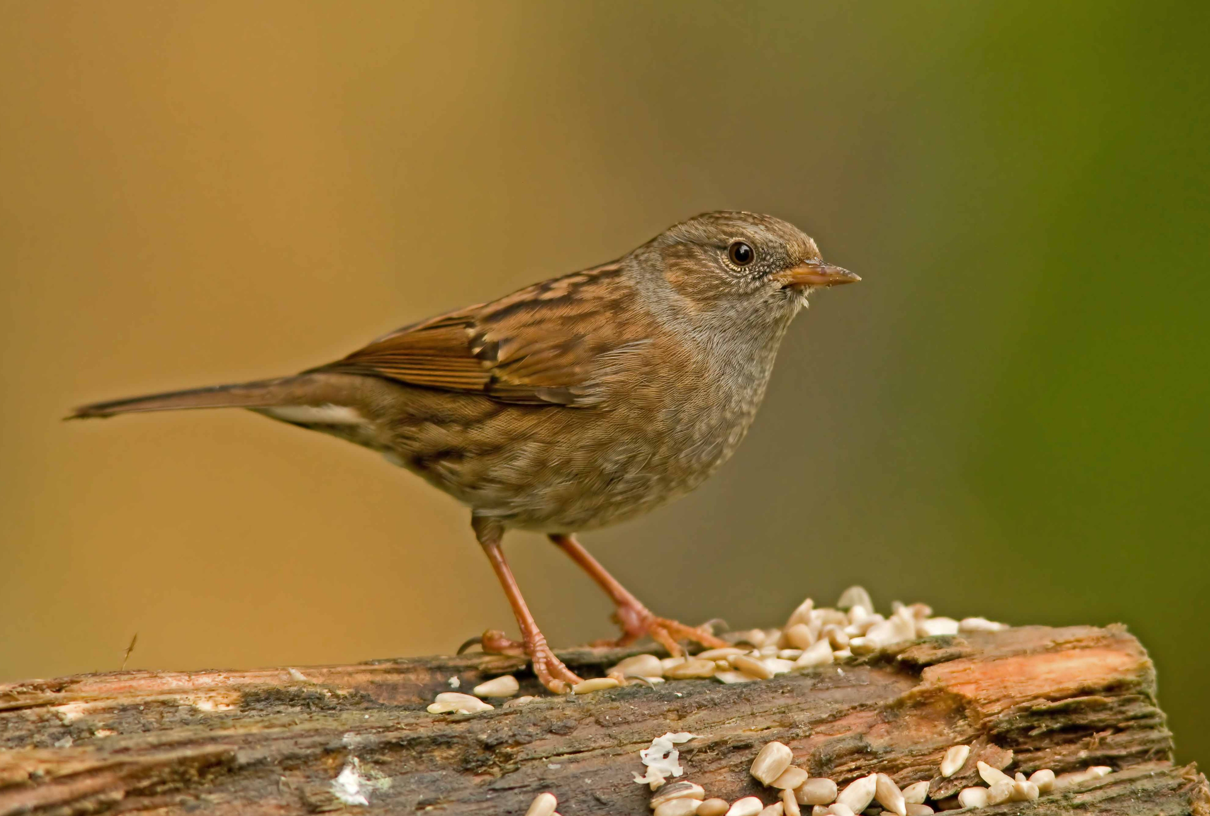 Dunnock - Prunella modularis