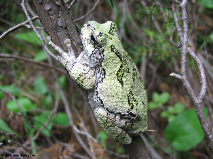 Grey treefrog (Hyla versicolor), adult