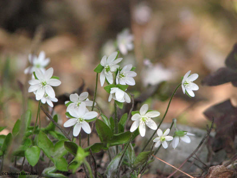 Hepatica, Sharp-lobed  (Hepatica acutiloba)