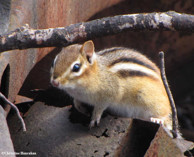 Chipmunk