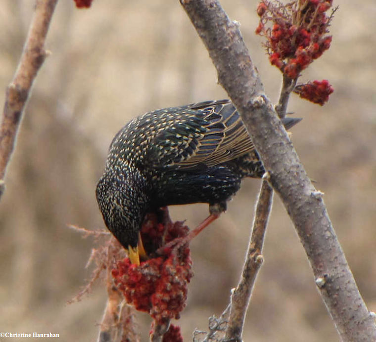 Starling on sumac