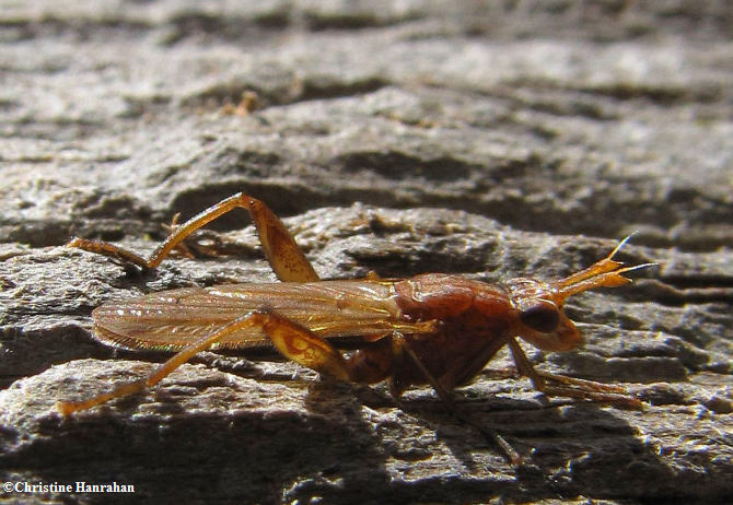 Marsh fly  (Sciomyzid sp.)