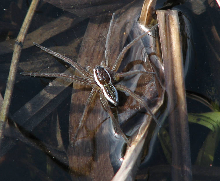 Six-spotted fishing spider (Dolomedes triton )