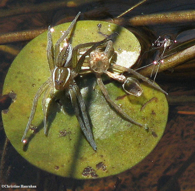 Six-spotted fishing spider  (Dolomedes triton )
