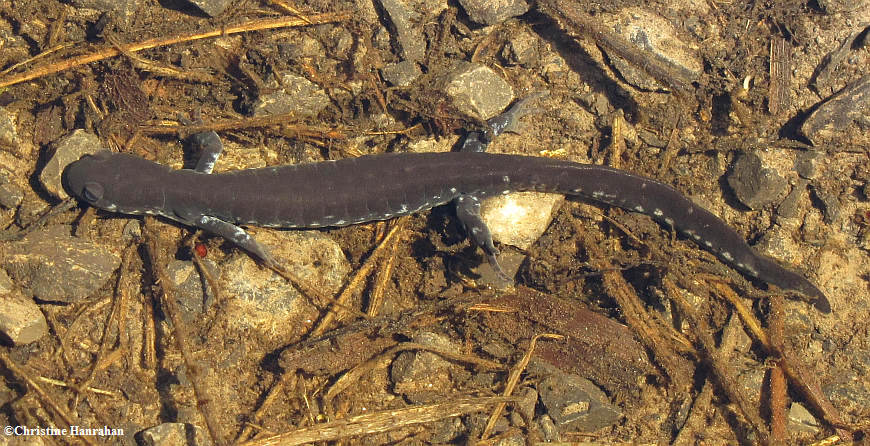 Blue-spotted salamander (<em>Ambystoma laterale</em>)