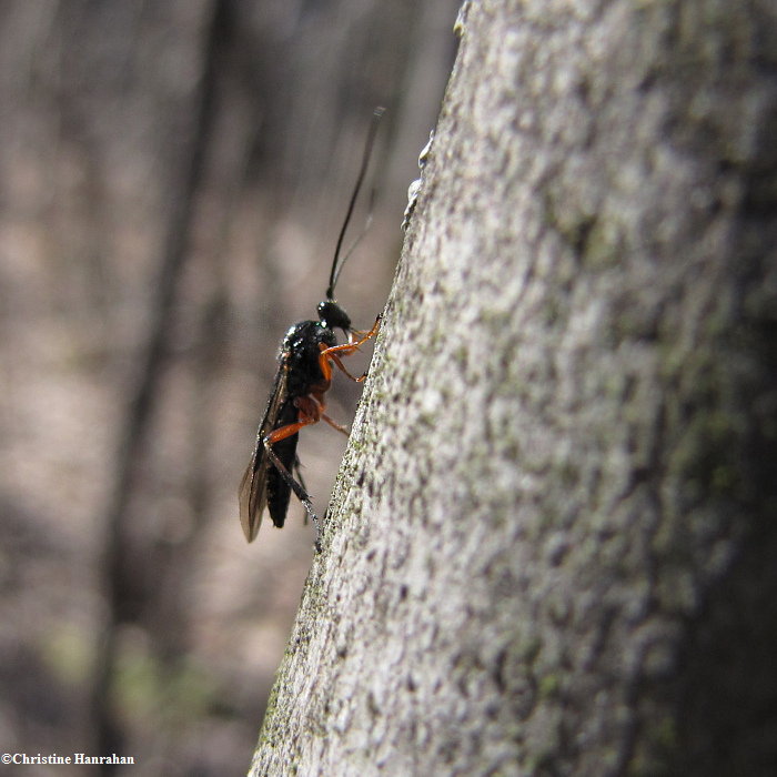 Braconid wasp