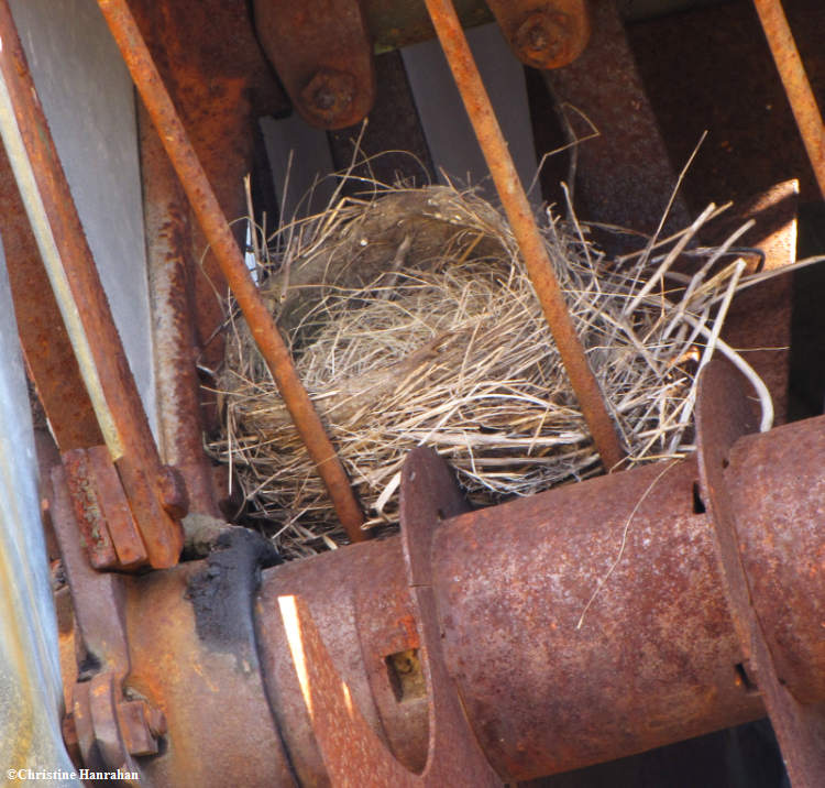 American robin nest in farm machinery