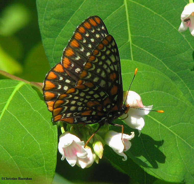 Baltimore checkerspot   (<em>Euphydryas phaeton</em>), on Spreading dog-bane