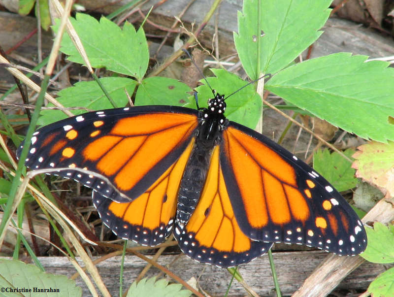 Monarch (Danaus plexippus)  male