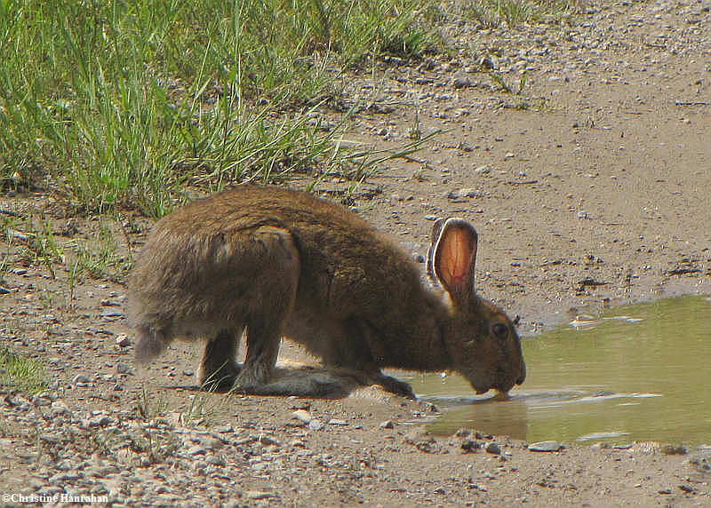 Snowshoe hare (Lepus americanus) drinking from a puddle