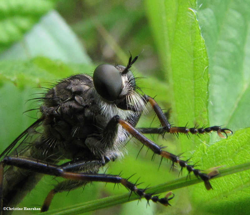 Robber fly (Asilidae)