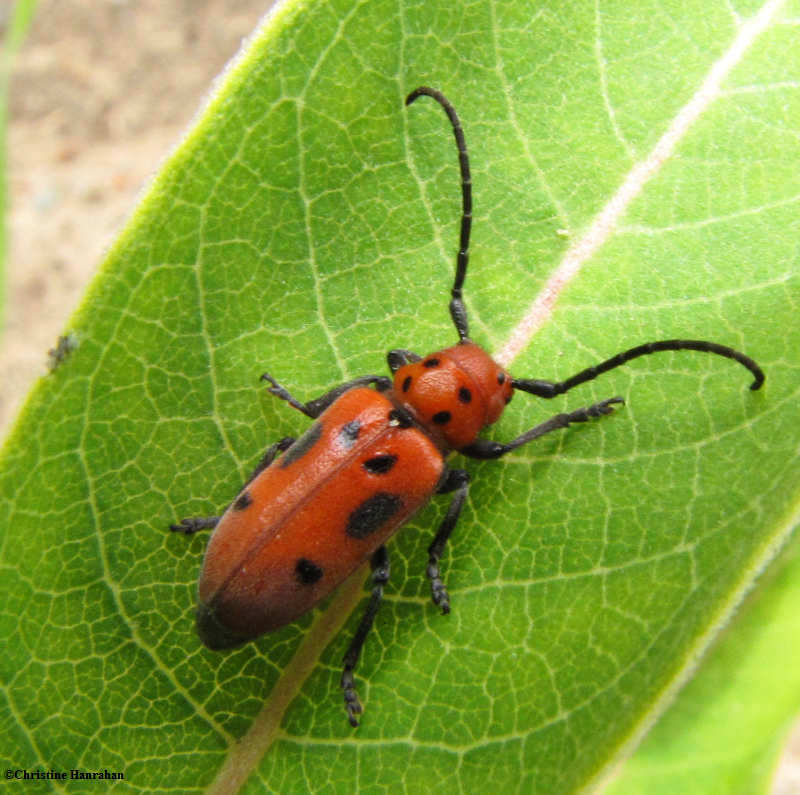 Milkweed beetle (Tetraopes tetrophthalmus)