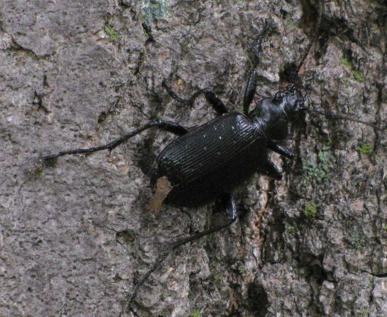 Ground beetle (Carabid sp.)