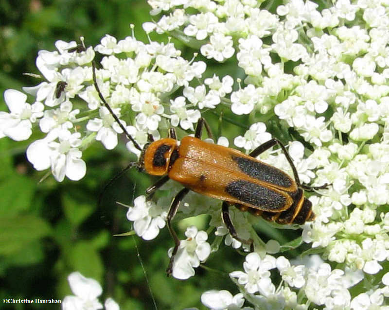 Pennsylvania leatherwing (Chauliognathus pensylvanicus) on yarrow