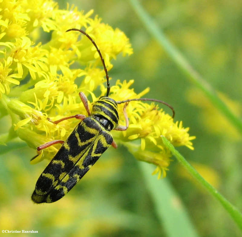 Locust borer (Megacyllene robiniae)  on goldenrod