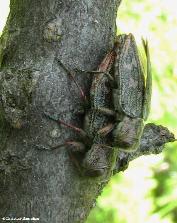 Metallic wood-boring beetles (Chrysobothris)