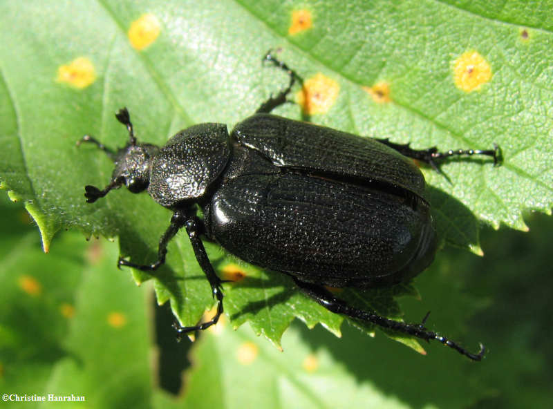 Flower scarab beetle (Osmoderma scabra)