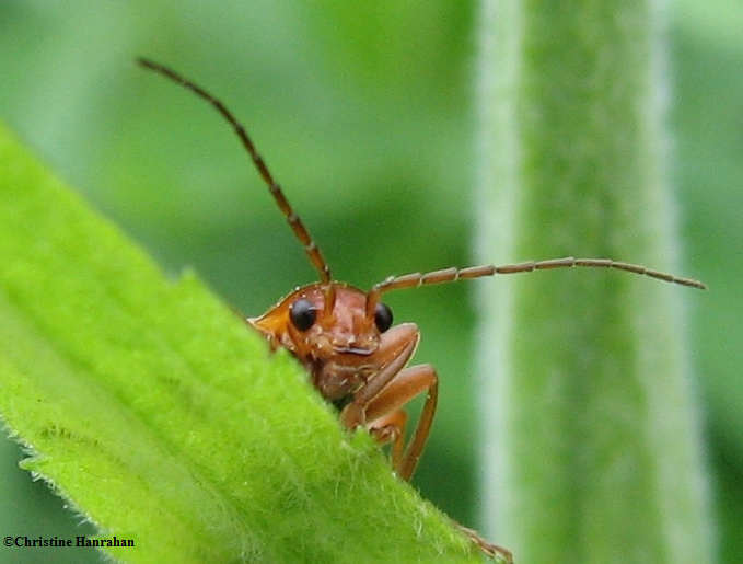 Soldier beetle  (Cantharis sp.)