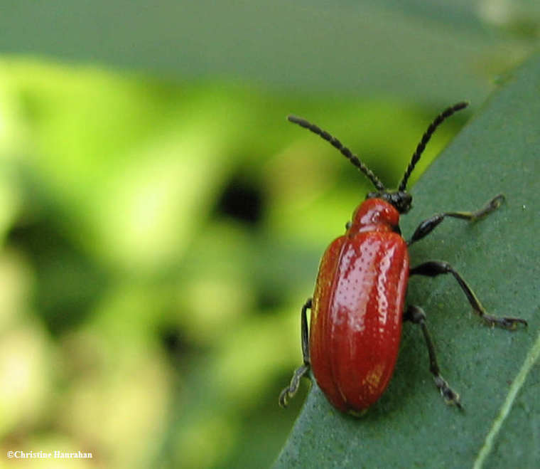 Lily leaf beetle  (Lilioceris lilii)