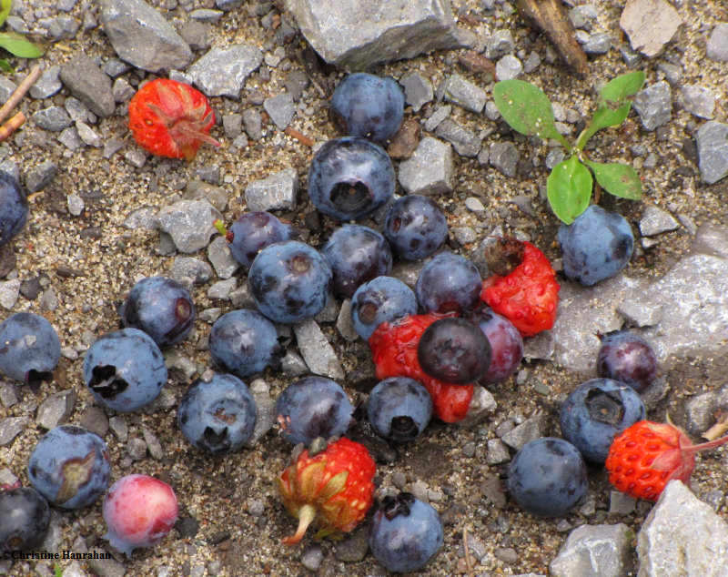 blueberries and strawberries, wild fruit