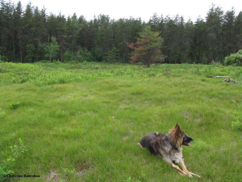 Sandhills area Torbolton Forest.