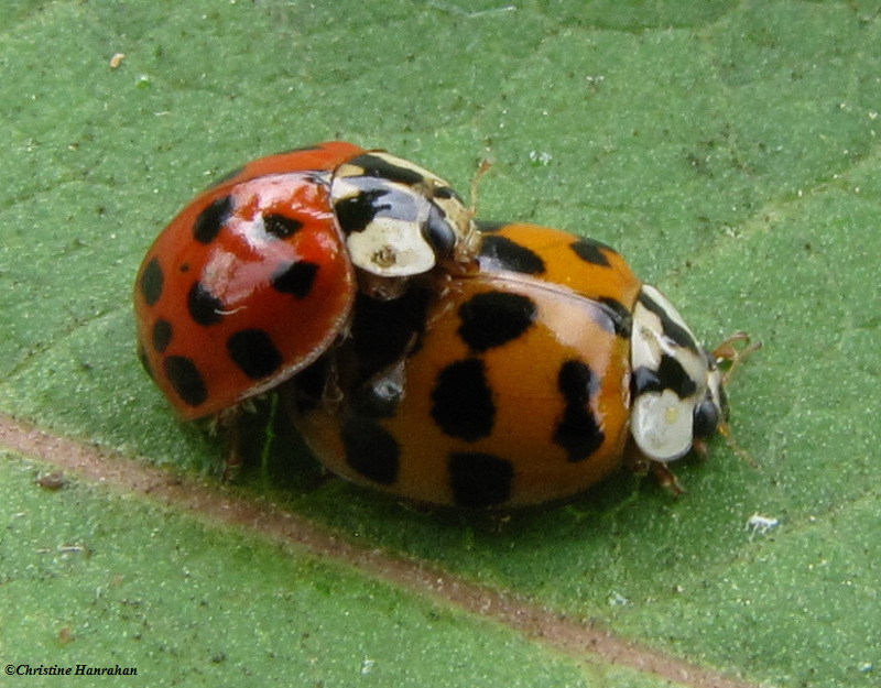 Mating Asian ladybeetles (Harmonia axyridis)
